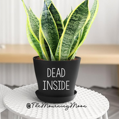 Dead inside plant pot