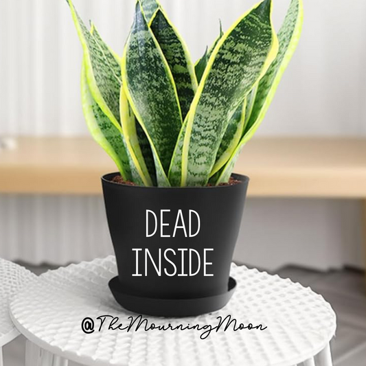 Dead inside plant pot